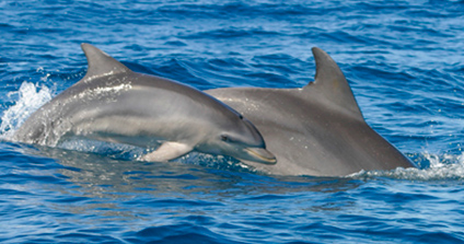 Avvistamento Delfini Lampedusa - Alta Marea Appartamenti